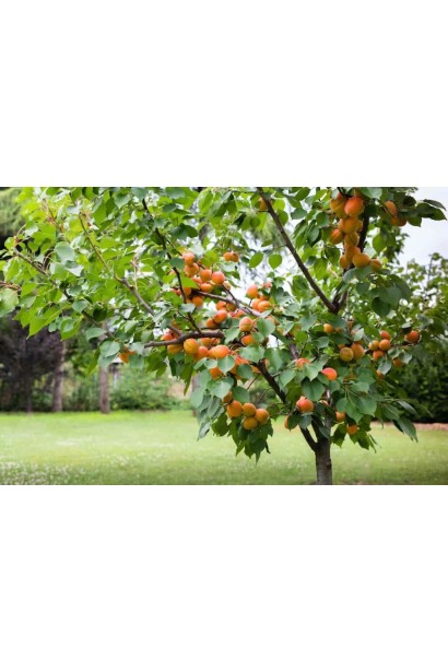 Абрикос Шедевр в ландшафті 